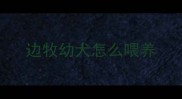 边牧幼犬怎么喂养