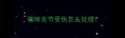 猫咪关节受伤怎么处理
