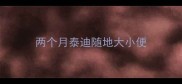 两个月泰迪随地大小便