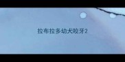 拉布拉多幼犬咬牙
