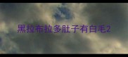 黑拉布拉多肚子有白毛