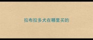 拉布拉多犬在哪里买的