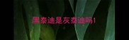 黑泰迪是灰泰迪吗