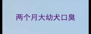 两个月大幼犬口臭