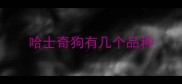 哈士奇狗有几个品种