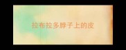 拉布拉多脖子上的皮