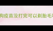 狗狗疫苗没打完可以剃胎毛吗