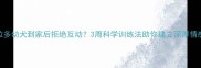 拉布拉多幼犬到家后拒绝互动3周科学训练法助你建立深厚情感联结
