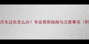 金毛犬夏季爪毛过长怎么办专业修剪指南与注意事项附实操步骤