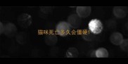 猫咪死亡多久会僵硬