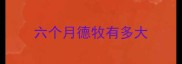 六个月德牧有多大