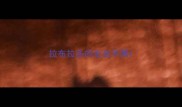 拉布拉多的毛色不黑