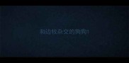 和边牧杂交的狗狗