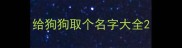 给狗狗取个名字大全