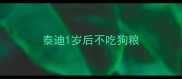 泰迪1岁后不吃狗粮