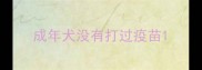 成年犬没有打过疫苗