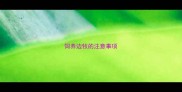 饲养边牧的注意事项