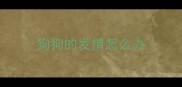 狗狗的发情怎么办