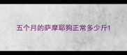 五个月的萨摩耶狗正常多少斤