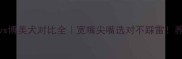 泰迪贵宾vs博美犬对比全宽嘴尖嘴选对不踩雷养狗必看指南