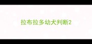 拉布拉多幼犬判断