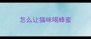 怎么让猫咪喝蜂蜜