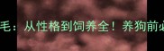 公金毛vs母金毛从性格到饲养全养狗前必看避坑指南