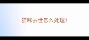 猫咪去世怎么处理