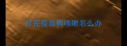 打完疫苗狗咳嗽怎么办