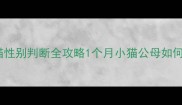 30天搞定新手必看幼猫性别判断全攻略1个月小猫公母如何区分手把手教你3步搞定