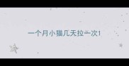 一个月小猫几天拉一次