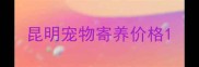 昆明宠物寄养价格
