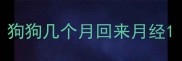 狗狗几个月回来月经