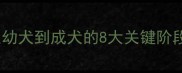比熊犬成长全从幼犬到成犬的8大关键阶段附饲养指南