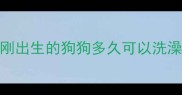 刚出生的狗狗多久可以洗澡