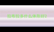 拉布拉多什么体形好