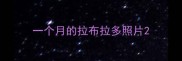 一个月的拉布拉多照片