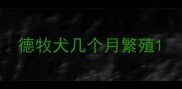 德牧犬几个月繁殖