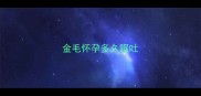 金毛怀孕多久呕吐