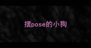 摆pose的小狗