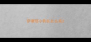 萨摩耶小狗长什么样