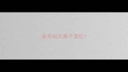 金毛幼犬鼻子变红