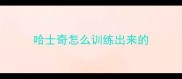 哈士奇怎么训练出来的