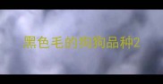 黑色毛的狗狗品种