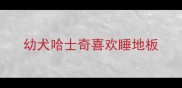 幼犬哈士奇喜欢睡地板