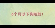 6个月以下狗咬胶