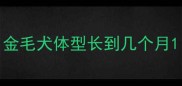 金毛犬体型长到几个月