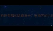 哈士奇除了狗还有哪些隐藏身份宠物界的六边形战士全