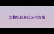 宠物级拉布拉多犬价格