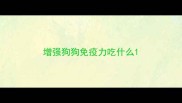增强狗狗免疫力吃什么
